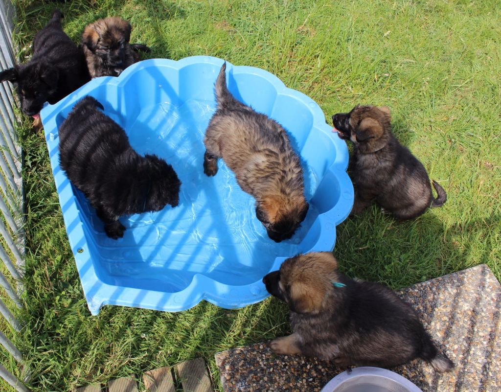 chiot Berger Allemand du Verger De Bourlon