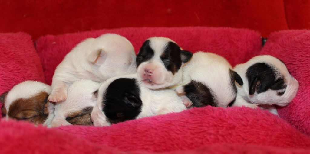 du Verger De Bourlon - Jack Russell Terrier - Portée née le 21/04/2017