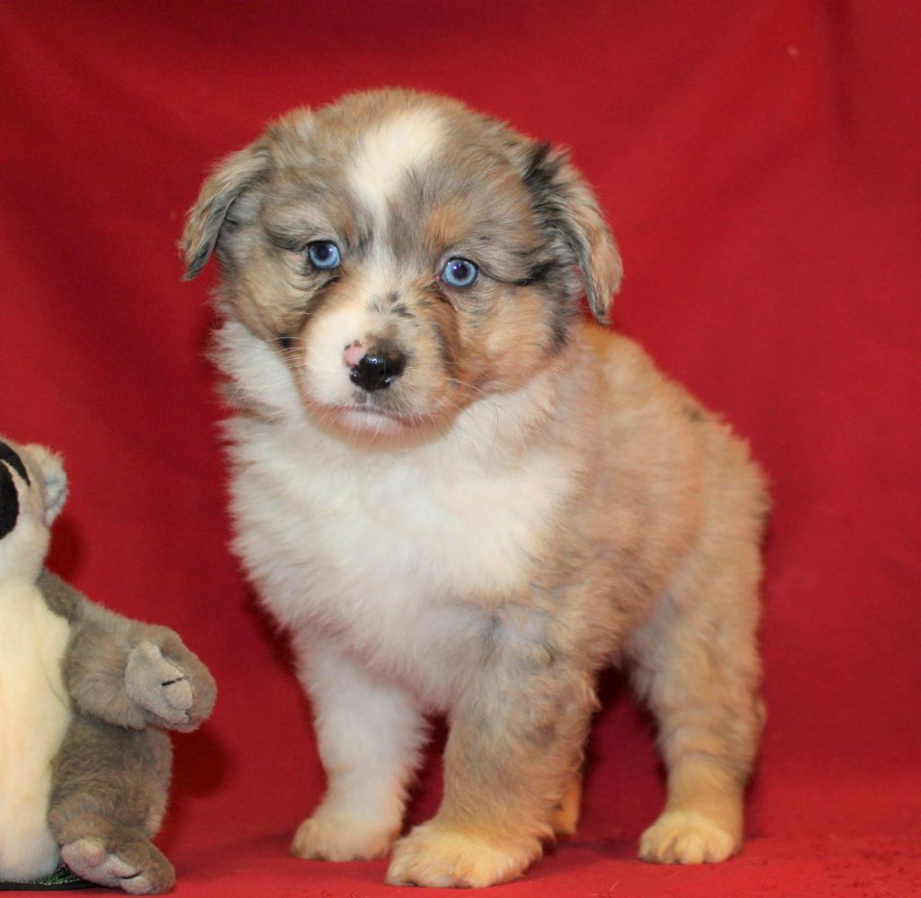 chiot Berger Américain Miniature  du Verger De Bourlon