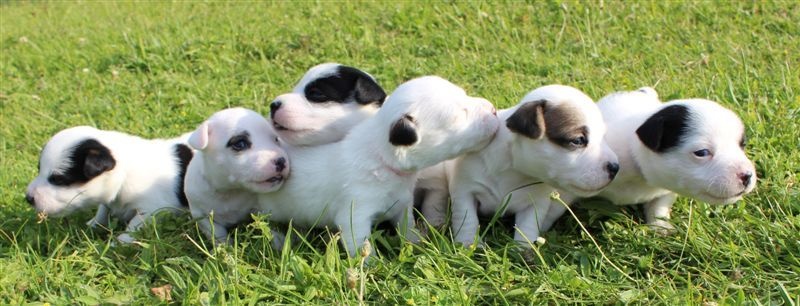 du Verger De Bourlon - Jack Russell Terrier - Portée née le 26/05/2014