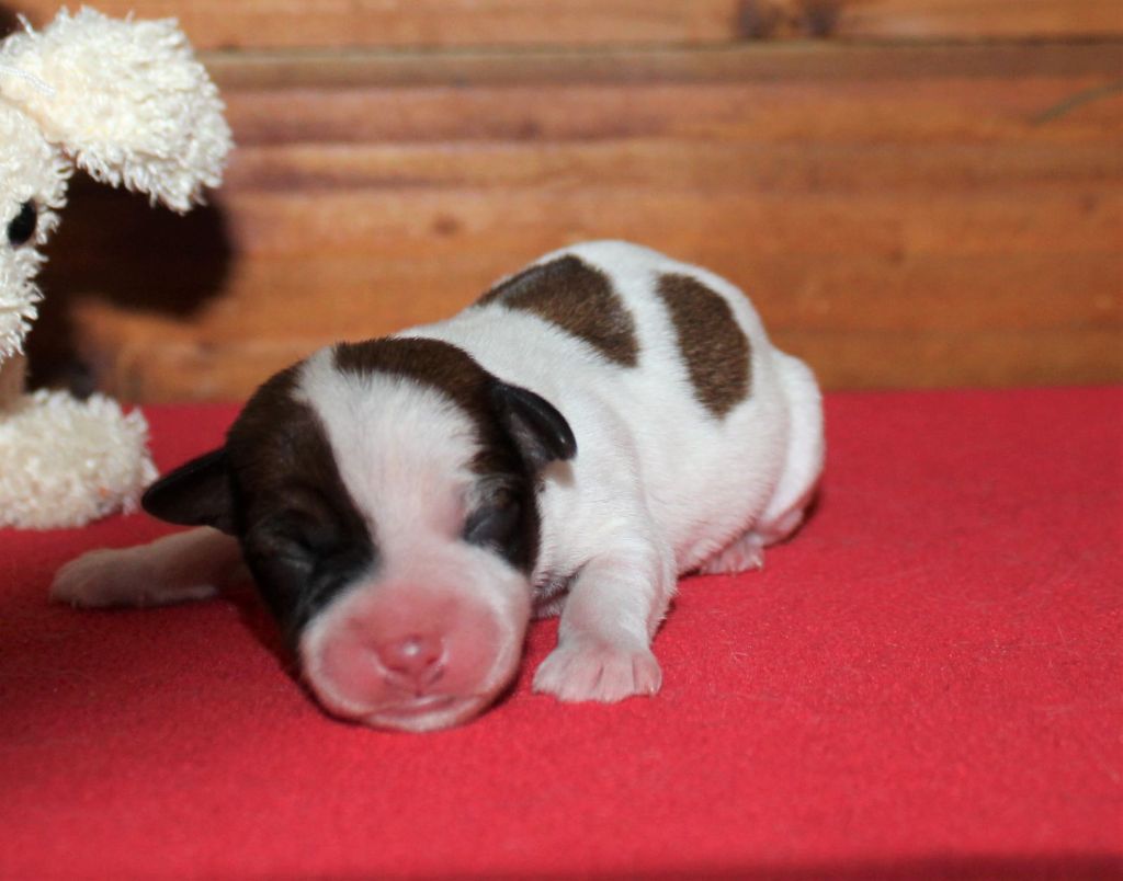 du Verger De Bourlon - Chiot disponible  - Jack Russell Terrier