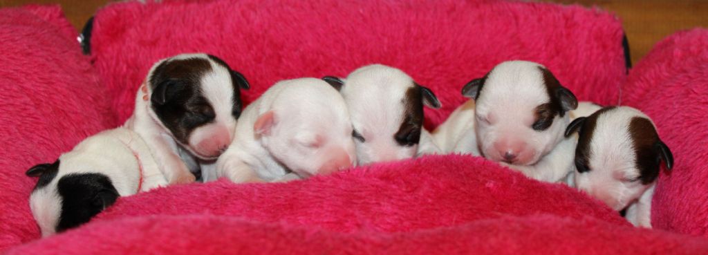 chiot Jack Russell Terrier du Verger De Bourlon