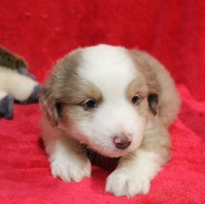 CHIOT rouge merle