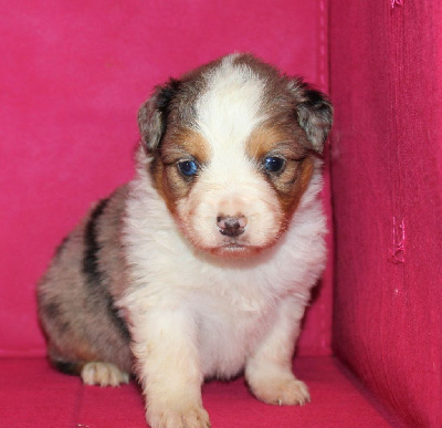 CHIOT bleu merle