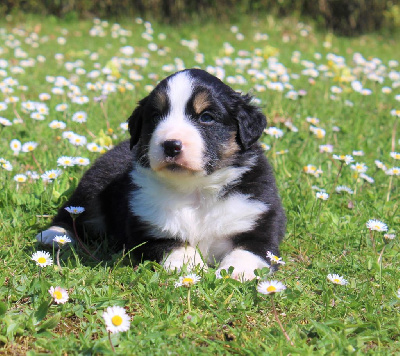 CHIOT noire tricolore