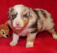 CHIOT rouge Merle