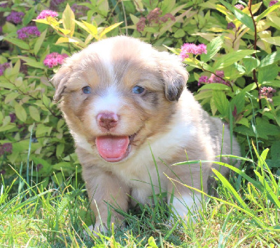CHIOT  rouge merle