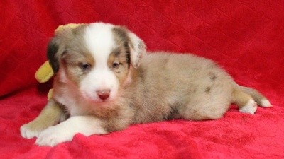 CHIOT rouge merle