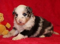 CHIOT bleu merle