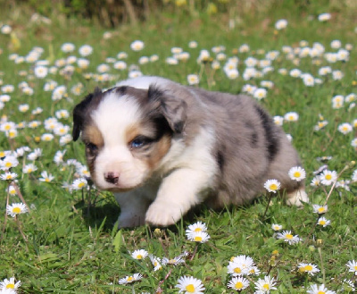 CHIOT bleu merle