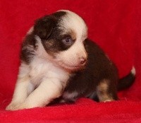 CHIOT rouge Merle