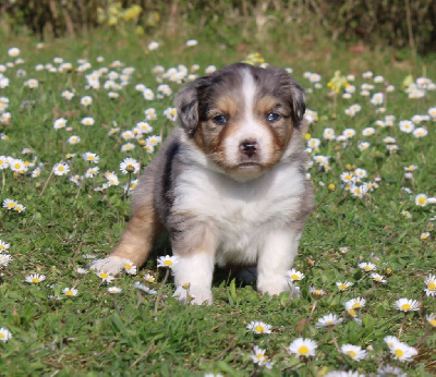 CHIOT bleu merle