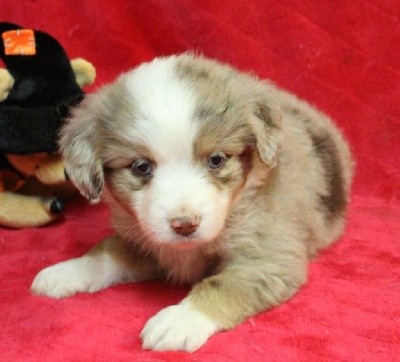 CHIOT rouge merle