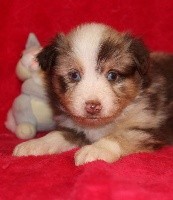 CHIOT rouge Merle