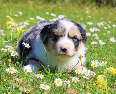 CHIOT bleu merle