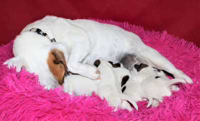 du Verger De Bourlon - Jack Russell Terrier - Portée née le 30/06/2024