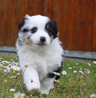 CHIOT bleu merle