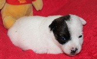 du Verger De Bourlon - Jack Russell Terrier - Portée née le 29/05/2021