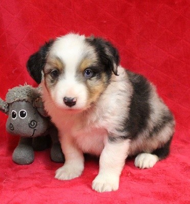 CHIOT bleu merle