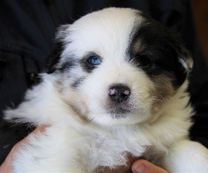 CHIOT bleu merle