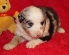 CHIOT bleu merle