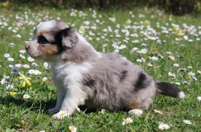 CHIOT bleu merle