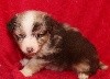 CHIOT rouge Merle