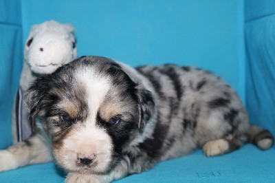 CHIOT bleu merle