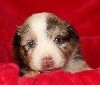 CHIOT rouge Merle