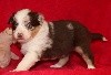 CHIOT rouge Merle