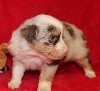 CHIOT rouge Merle