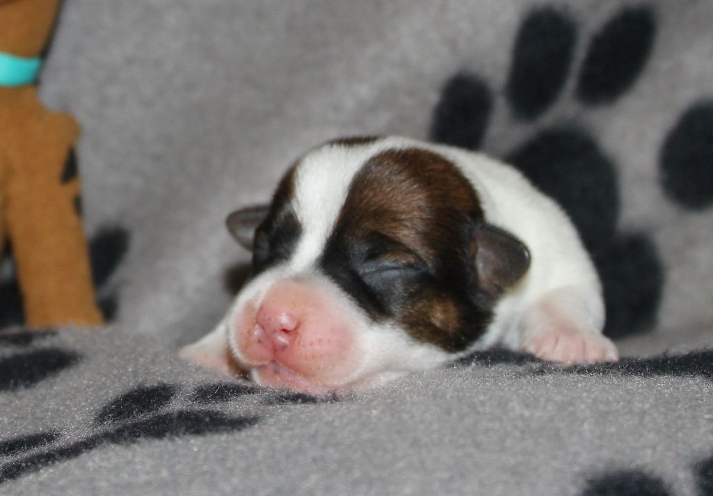 du Verger De Bourlon - Jack Russell Terrier - Portée née le 29/03/2020