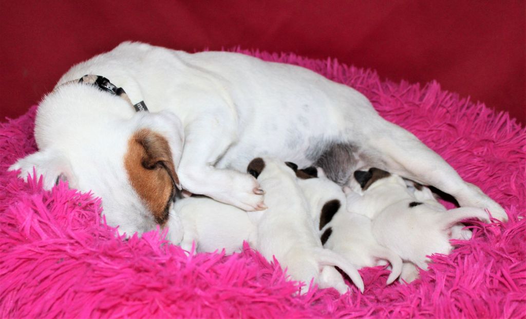 chiot Jack Russell Terrier du Verger De Bourlon