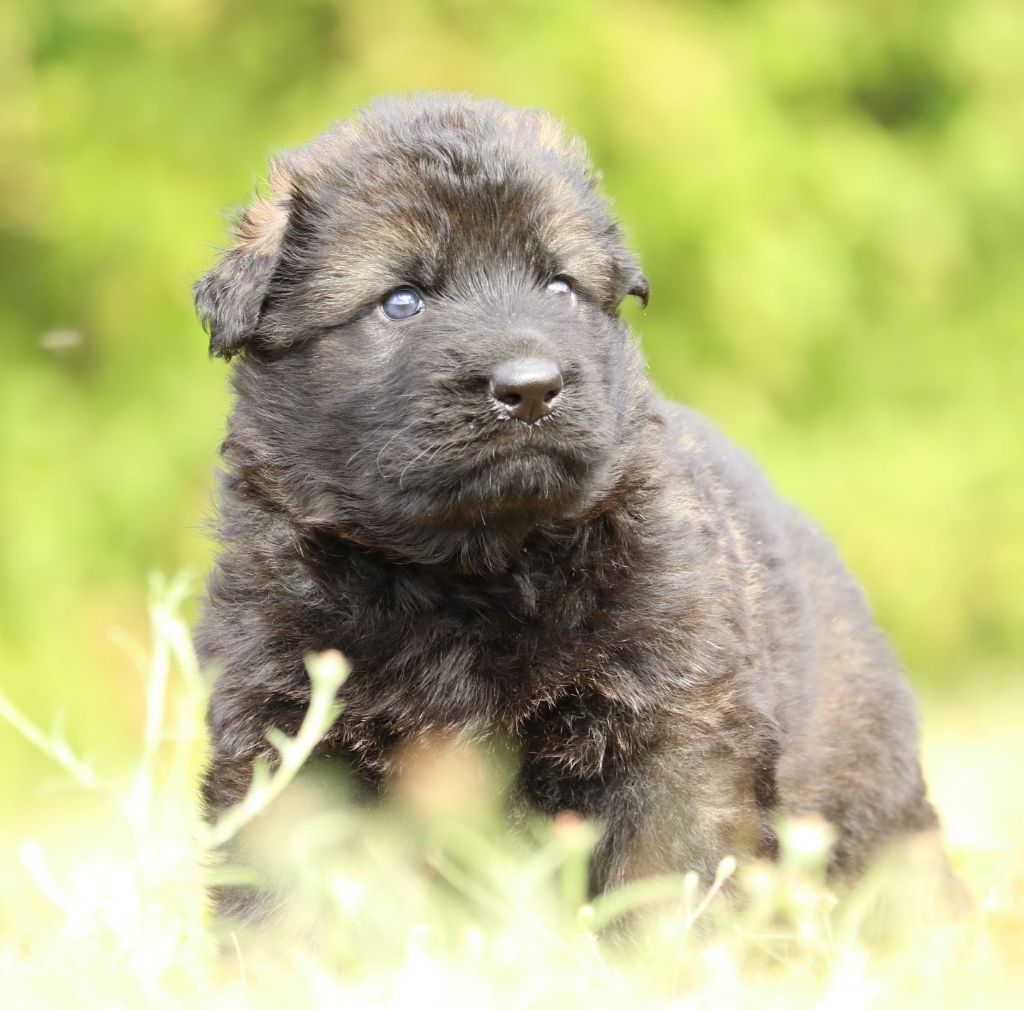 du Verger De Bourlon - Chiots disponibles - Berger Allemand