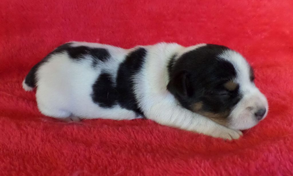 du Verger De Bourlon - Jack Russell Terrier - Portée née le 08/07/2020