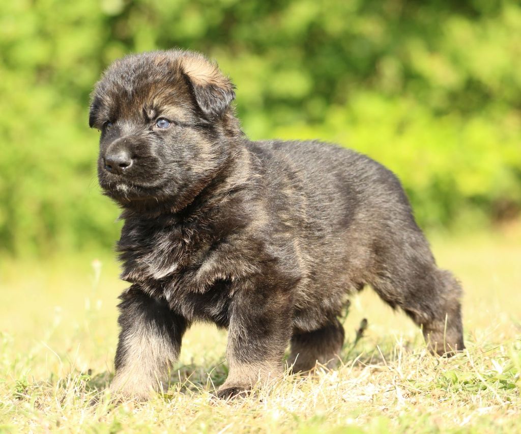 du Verger De Bourlon - Chiots disponibles - Berger Allemand