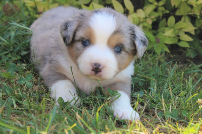 CHIOT bleu merle