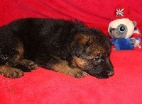 CHIOT