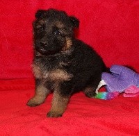 CHIOT