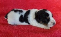 CHIOT