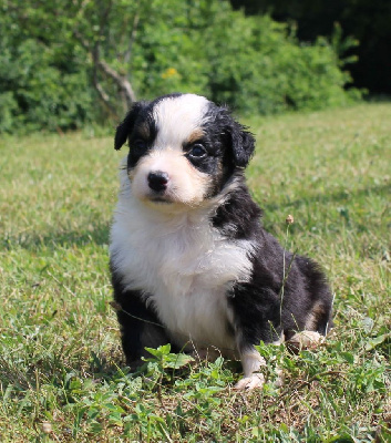 CHIOT noir tricolore