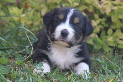 CHIOT noire tricolore