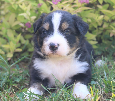 CHIOT noir tricolore