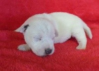 CHIOT