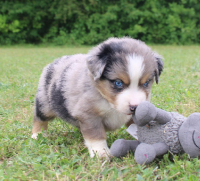 CHIOT  bleu merle