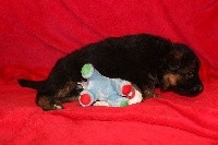 CHIOT