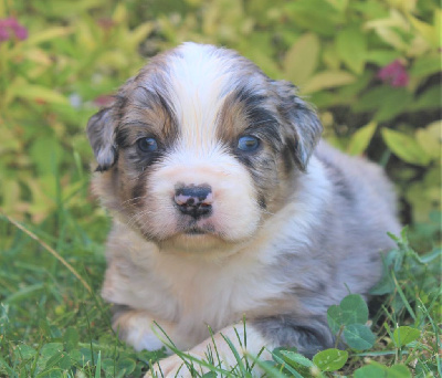 CHIOT bleu merle