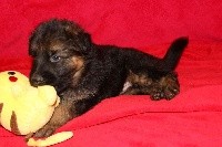 CHIOT
