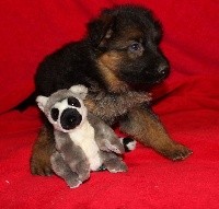 CHIOT
