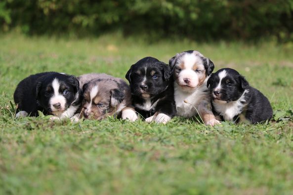 Chiot Berger Américain Miniature  du Verger De Bourlon